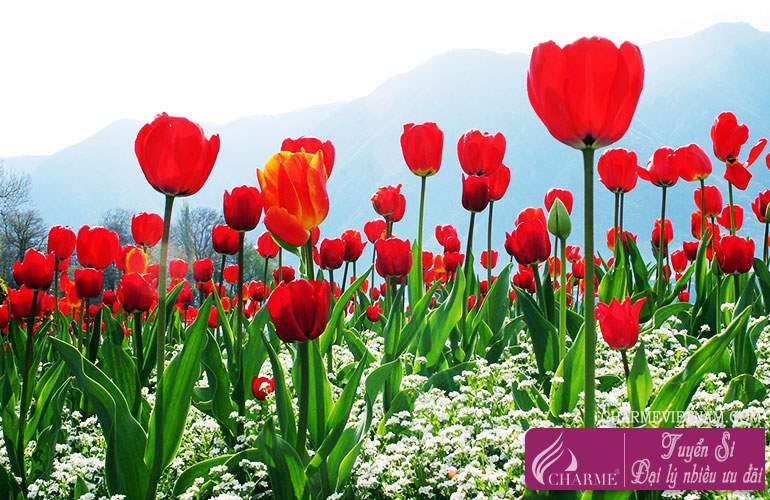 Top 101 hình nền hoa tulip đẹp nhất dùng cho máy tính, điện thoại