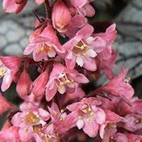Alumroot