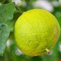 Cam Bergamot