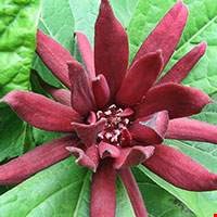 Cây Calycanthus