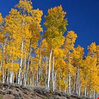 Cây Dương Lá Rung