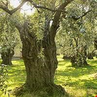 Cây Ô liu