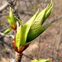 Cây Poplar