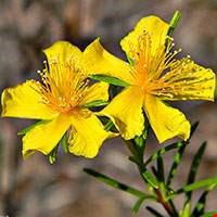 Cây St. John's Wort