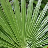 Cây cọ