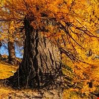 Cây đường tùng