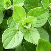 Cây kinh giới ô