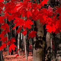 Cây phong đỏ