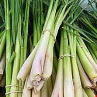 Cây sả hồng