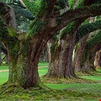 Cây sồi (Oak Tree)