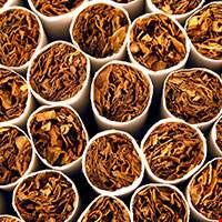 Cây thuốc lá Bulgary