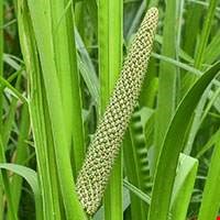 Cây thủy xương bồ