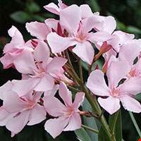 Cây trúc đào hồng