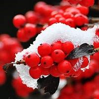 Cây winterberry