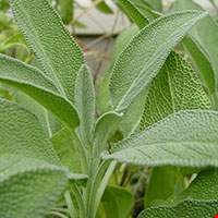 Cây xô thơm Nam Phi