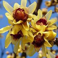 Chimonanthus or Wintersweet