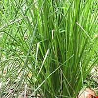 Cỏ hương bài (vetyver)