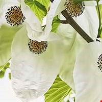 Dove tree - Cây bồ câu
