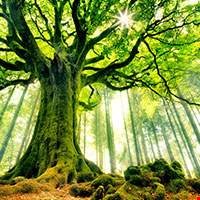 Gỗ Beech