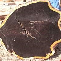 Gỗ Blackwood