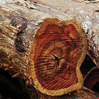 Gỗ cẩm lai Palisander