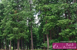 Gỗ tuyết tùng Virginia 2