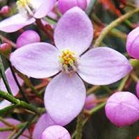 Hoa Boronia