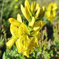 Hoa Dyer's Greenweed