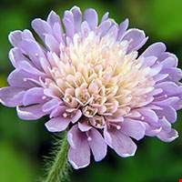 Hoa Field Scabious