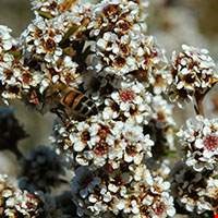 Hoa Fragonia