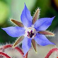 Hoa Lưu Ly Borage