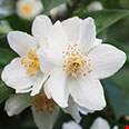 Hoa Mock Orange