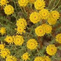 Hoa Santolina