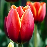 Hoa Tulip đỏ