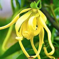 Hoa Ylang-ylang Madagascar