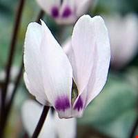 Hoa anh thảo trắng