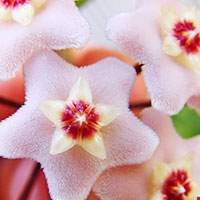 Hoa cẩm cù