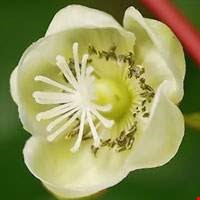 Hoa cây Kiwi