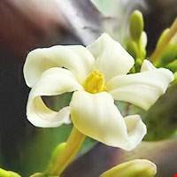 Hoa cây đu đủ