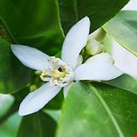 Hoa cây quýt hồng