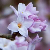 Hoa chi thụy hương