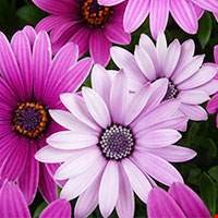 Hoa cúc (chi Chrysanthemum)