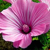Hoa dâm bụt Rose Mallow