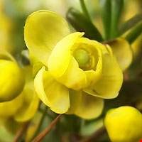 Hoa hoàng liên gai