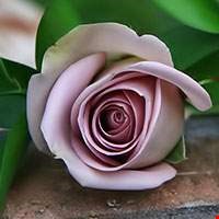 Hoa hồng Baie