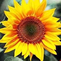 Hoa hướng dương