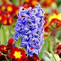 Hoa lan dạ hương Pháp