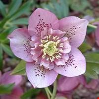 Hoa lê lư (Hellebore)