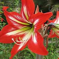 Hoa loa kèn đỏ (Amaryllis)