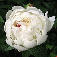 Hoa mẫu đơn nước